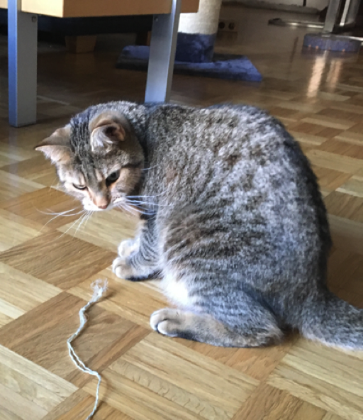 Katze10