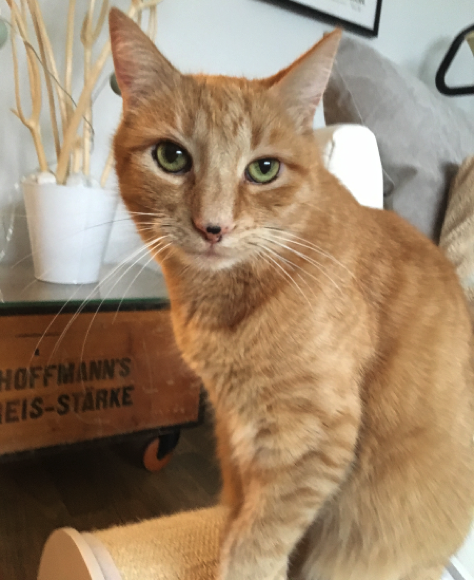 Katze15