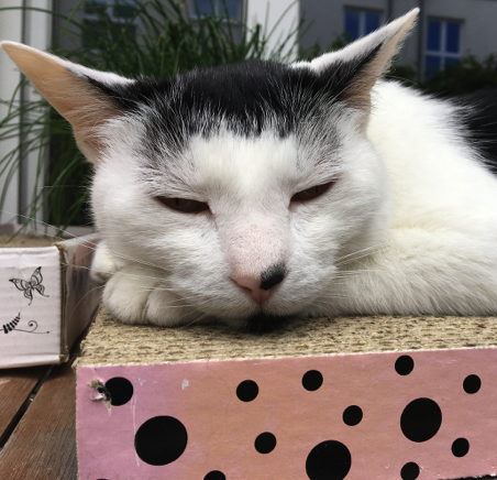 Katze20