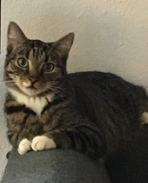 Katze22
