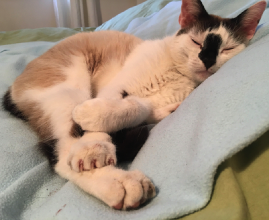 Katze30