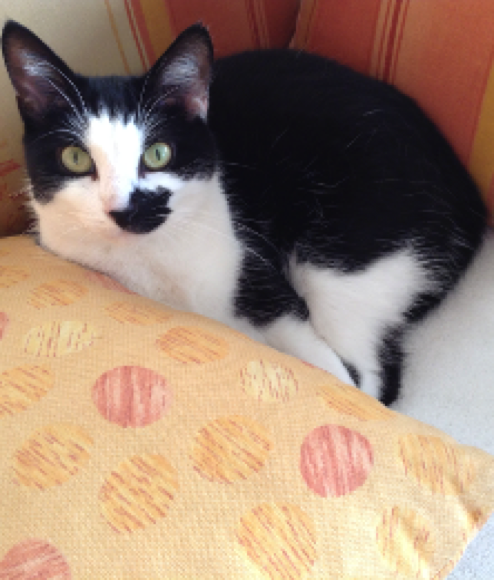 Katze 35