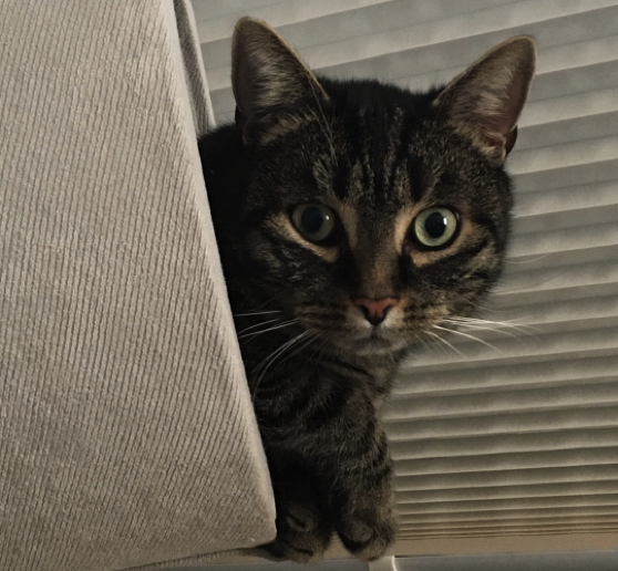 Katze 36